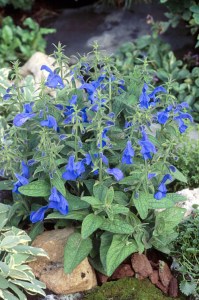 salvia _patio_deep_blue